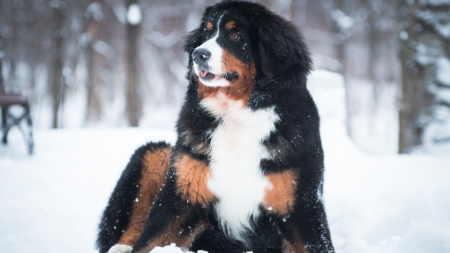 Bernese Mountain Dog Breed and Pet Insurance: Protecting a Gentle and Large Companion