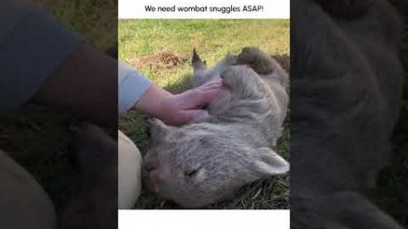 ADORABLE Wombat Loves to Cuddle!