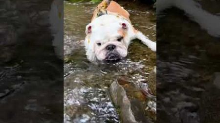 Cute Pup Cools Off In Cold Creek!