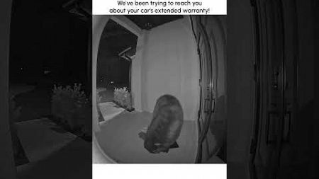 Wild Bear Knocks on Homeowner&#39;s Front Door!