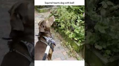 Hilarious Squirrel Steals Dogs Ball!