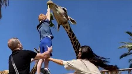 Hilarious Giraffe LIFTS Boy Off Ground 😲 😅 | FUNNIEST Pets Of The Month