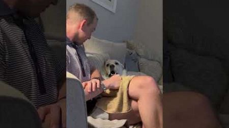Hilariously Dramatic Dog Wants Pup Cup!