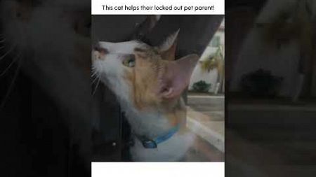 Amazing Cat Helps Locked Out Pet Parent!