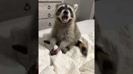 Cute Raccoon Takes A Snack Break