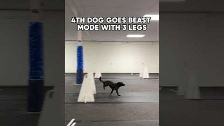 Beast mode with 3 legs #dogs #dogsports #flyball