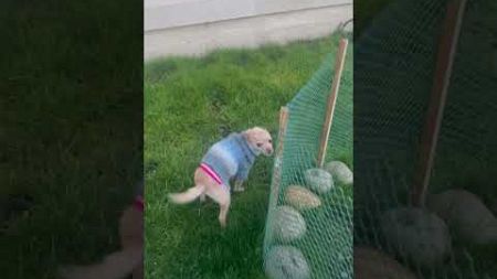 I refuse to pee on wet grass- #Roxey #funnydog #chiuahua #dogshorts #pottytrain #dog