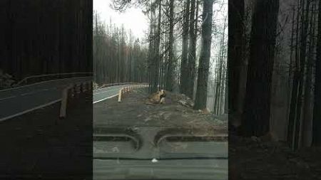Сгоревший лес масштабы поражают полное видео скоро на канале #окружающаясреда #rust #бомж #extreme