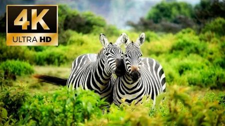 Воссоединись с природой | Окружающая среда 4К | Звуки животных | Amazing nature 4K | Animal sounds