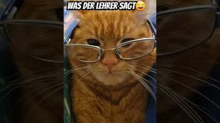 Simba der Lehrdr 😆😆😆 #cute #cats #funny #simba #viral #unterhaltung #schule #lehrer #shorts