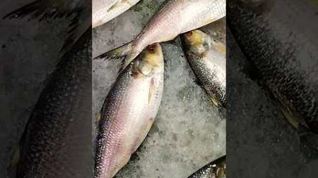 বড়ো বড়ো ইলিশ মাছ 🐠🥰#shorts#fish#fishing#fishingvideo#fishmarket#market#marketing#viral#trending#yt