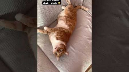 Сплошной кайф, а не жизнь 😊 #кот #котик #котики #домашниеживотные #домашниепитомцы #любимка #рыжий