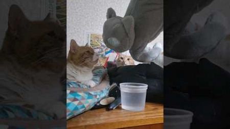 Коты немного в шоке #домашниепитомцы #котШарик #рыжиекотики #cats #домашниеживотные