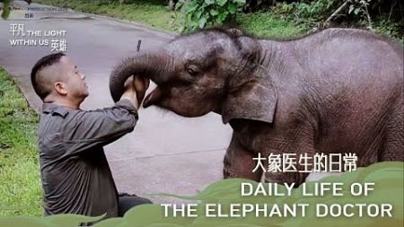 Daily life of the elephant doctor