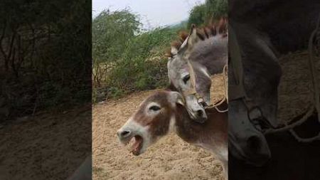 Donkeys pets #animals reelsvideo #youtube