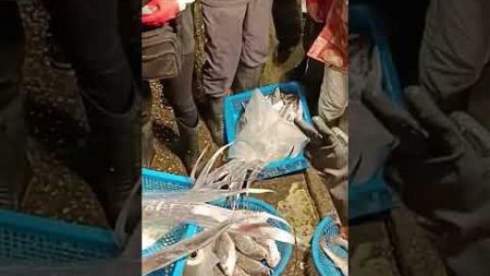 白帶魚拍賣 hairtail auction 坎仔頂 基隆魚市場 seafood fishmarket