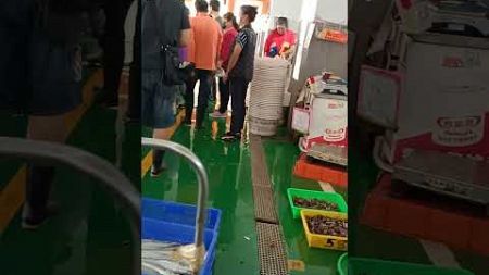 Taiwan township seafood auction 嘉義東石漁港現撈野生魚貨拍賣