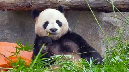 大熊猫吃细竹子的技术真是娴熟，看着疗愈
