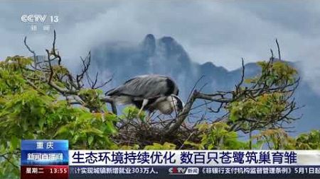 [新闻直播间]重庆 生态环境持续优化 数百只苍鹭筑巢育雏|新闻来了 News Daily