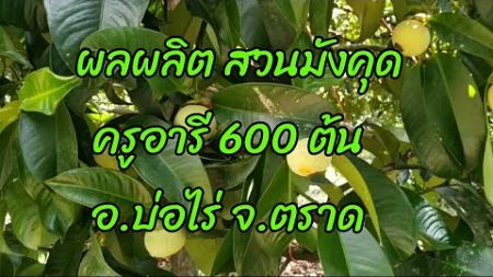 ผลผลิต สวนมังคุด ครูอารี 600 ต้น อ.บ่อไร่ จ.ตราด