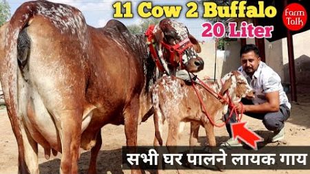 20 Liter Milk 11 Cow 2 Buffalo Lot For Sale 🎉 Big Udder Cow &amp; Buffalo 👍 Rathi Sahiwal Gir Cow Video