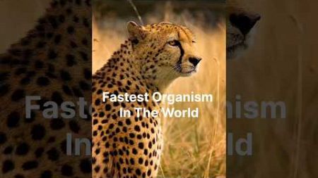 Fastest Organism In The World #biology #environment #earth #shorts #viral #trending