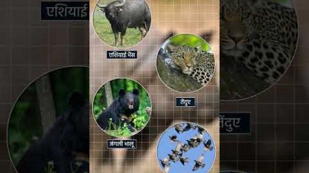 Pabitora Wildlife Sanctuary | Map in Short | Amrit Upadhyay | UPSC 2024 | StudyIQ IASहिंदी