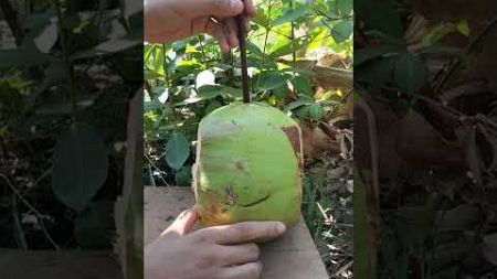 This is a regular COCONUT 🥥 #bushcraft #camping #outdoors #survival #campfire #forest #lifehacks