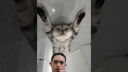 TIDUR DI JALAN #cute #catlover #cat #funny #pets #kitten #comedyvideos #shorts