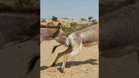 Donkeys in village |#pets #animalshorts #trending #shortsvideo