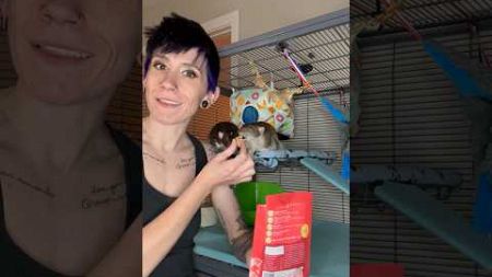 They’re the best boys #pets #petrats #ratties #unboxing #petlover #vlog