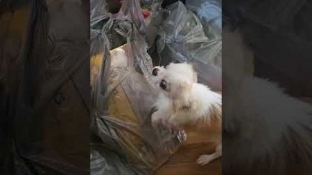Chihuahua Guards Chicken Legs in Grocery Bags