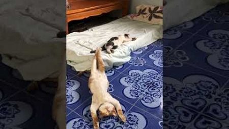 Funny Cat Sleeps in Awkward Position!