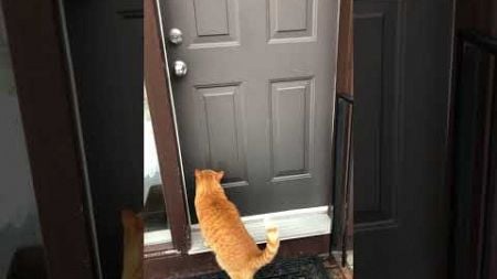 Hilarious Orange Cat Knocks on Door with Back Legs!