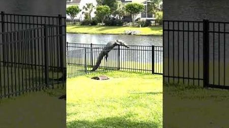 Alligator Caught Struggling to Climb Over Fence