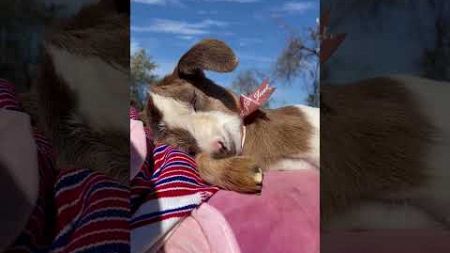 Adorable Baby Goat Falls Asleep While Getting Hair Brushed