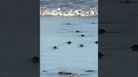 Family Cheers As Baby Turtles Make Their Way to Sea