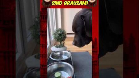 Veganer sind grausam!😢👀 #shortsfeed #deutschland #satire #politik #comedy #diegrünen #vegan #hund