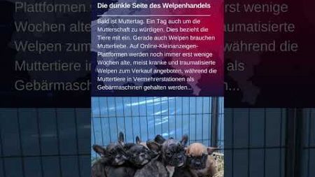 06.05 - #VIERPFOTEN #dunkleSeite #Welpenhandel #Verkauf #Tierleid #Aktuellenews #Helpmedia