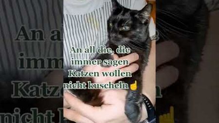 Katzen wollen nicht kuscheln ? ?? 😂 (Comedy / Humor / Fun / Unterhaltung ) #HerrEhrlich