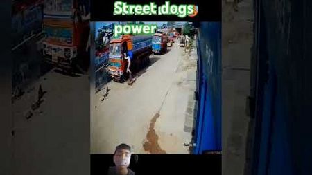 street dogs power #driver #tigerdog #animalattitude #travel #automobile #streetdogchannel #angryti