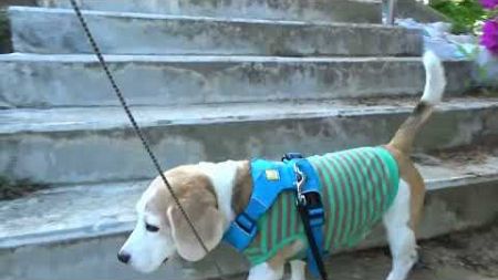 ﾋﾞｰｸﾞﾙ犬ﾌﾞﾛｸﾞ“TARO＆JIRO”とともに Enjoy life! ｢みんなで楽しく朝散歩！｣