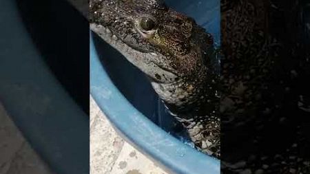 Crocodile Gets Bath!