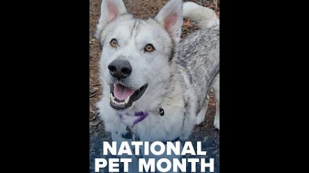 National Pet Month highlights need for better pet health, adoption practices