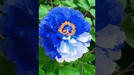 Blue and White peony flower #flowers #travel