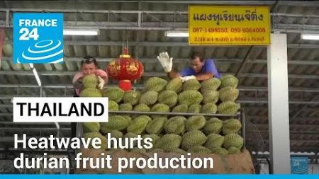 Thailand: heatwave hurts durian fruit production • FRANCE 24 English