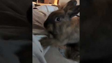Adorable Rabbit Makes Scratching Sounds on Sheets