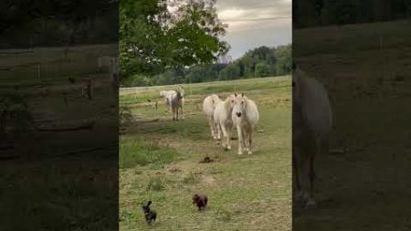 Dachshund Puppies Gets Chased off Field by Horses