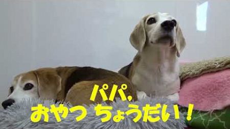 ﾋﾞｰｸﾞﾙ犬ﾌﾞﾛｸﾞ“TARO＆JIRO”とともに Enjoy life! ｢お腹がすいて，お腹と背中がくっつきそう…｣