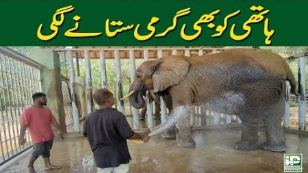 Elephant being bathed at Safari Park during scorching heat wave in the city